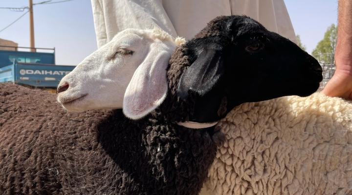vente de moutons à Laghouat